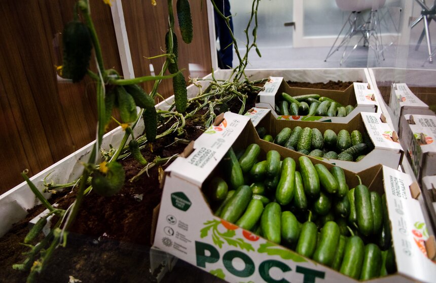 В "Крокус Экспо" открылась выставка "Золотая осень" 15 фото