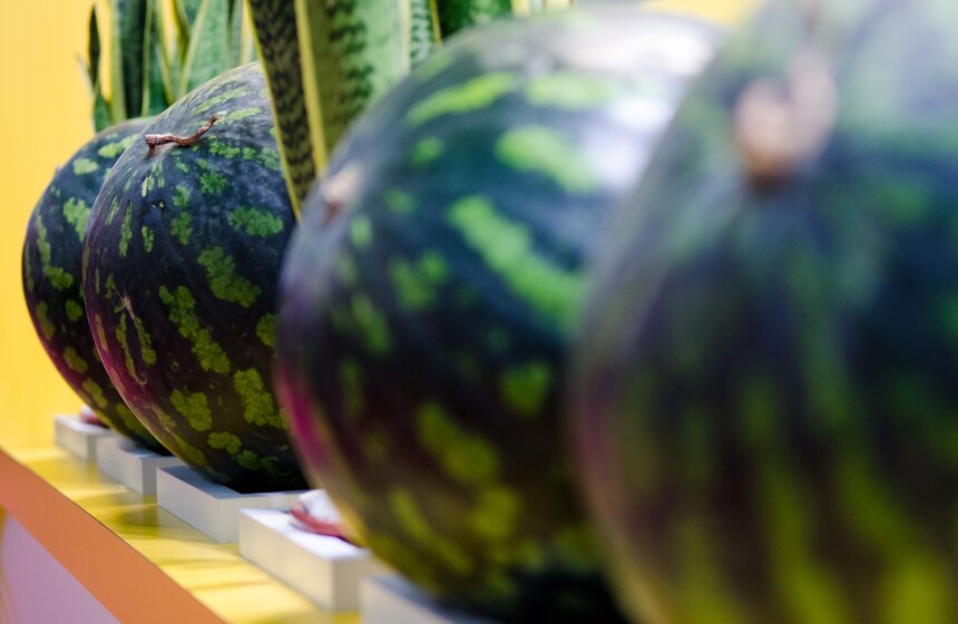 В "Крокус Экспо" открылась выставка "Золотая осень" 16 фото