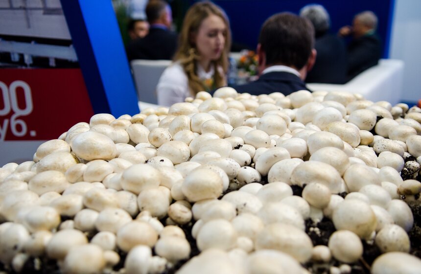 В "Крокус Экспо" открылась выставка "Золотая осень" 31 фото