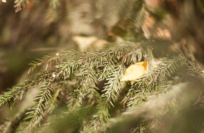 Осень в московских парках 4 фото