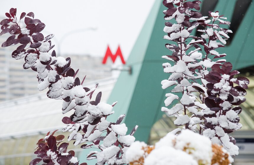 Фото: m24.ru/Александр Авилов