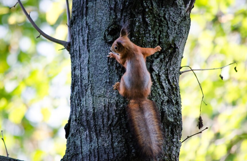 На ВДНХ появились домики для белок 19 фото