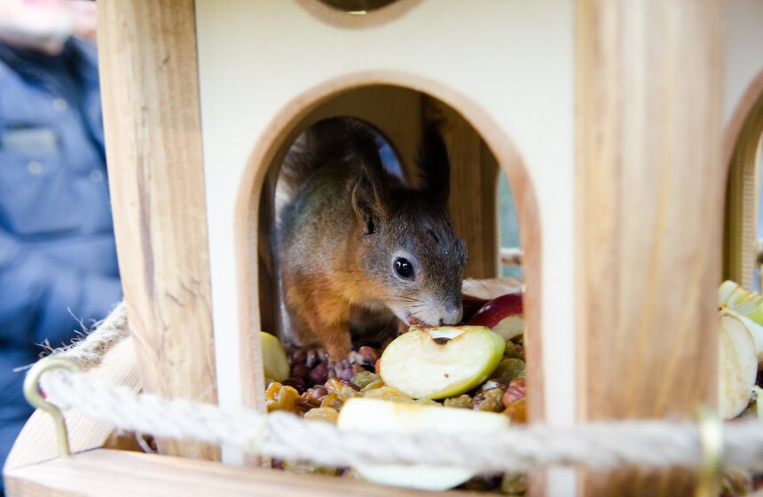 На ВДНХ появились домики для белок 14 фото