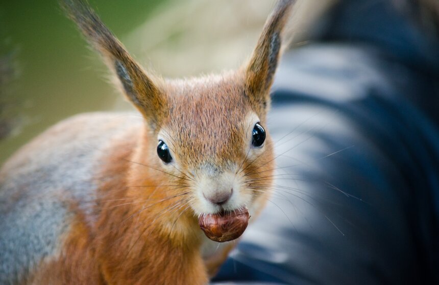 На ВДНХ появились домики для белок 17 фото