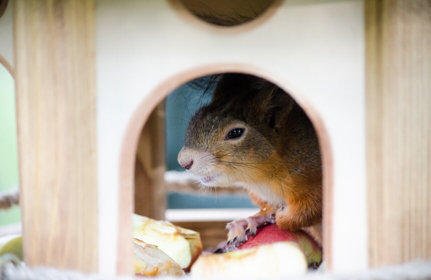 На ВДНХ появились домики для белок 20 фото