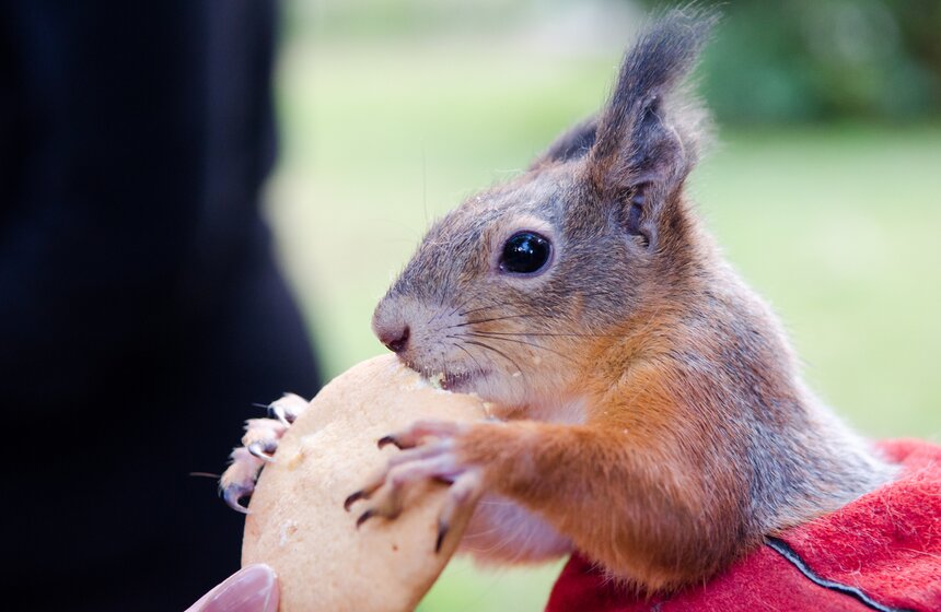 На ВДНХ появились домики для белок 11 фото