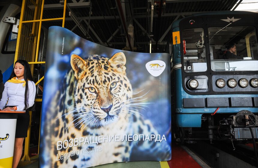 В столичной подземке появился посвященный тиграм поезд 1 фото