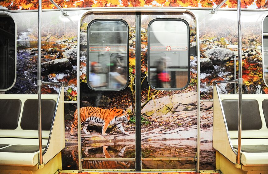 В столичной подземке появился посвященный тиграм поезд 15 фото