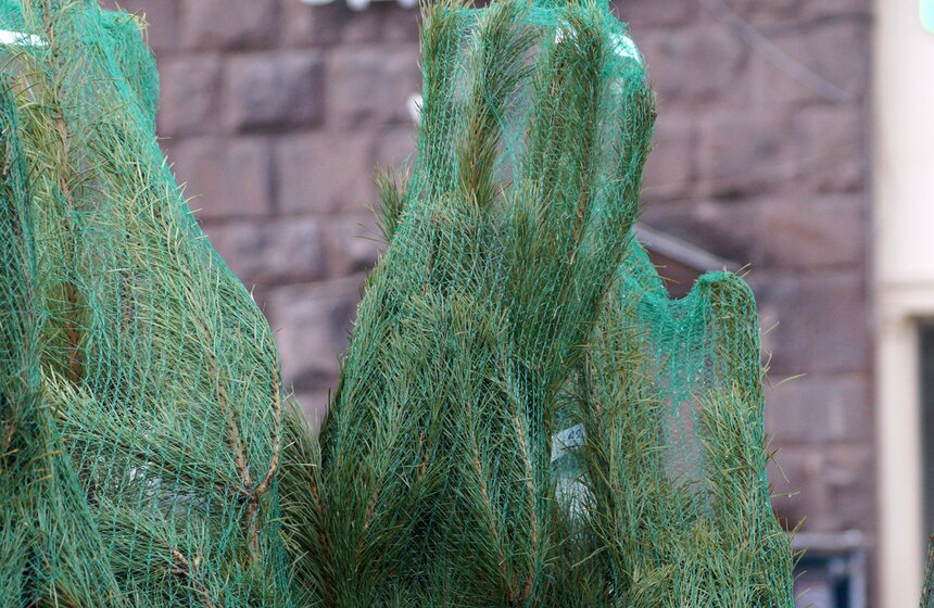 Как работают столичные елочные базары 13 фото