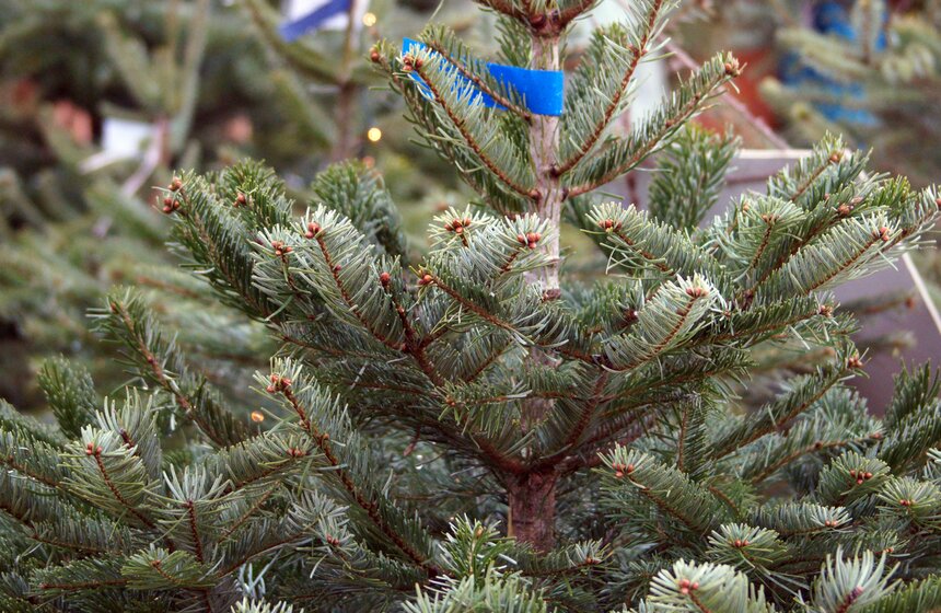 Как работают столичные елочные базары 5 фото