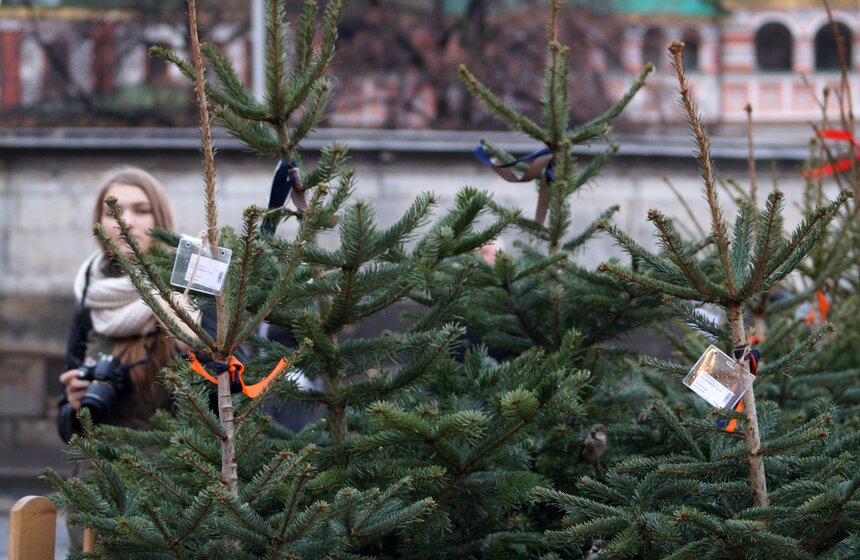 Как работают столичные елочные базары 2 фото