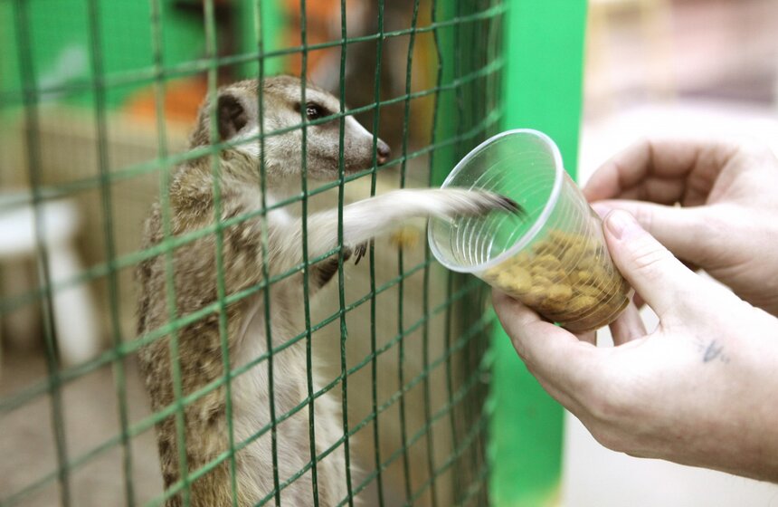 В контактном зоопарке "Зверюшки как игрушки" прошел день борьбы с раковыми заболеваниями.<br /><br />Фото: m24.ru/Евгения Смолянская