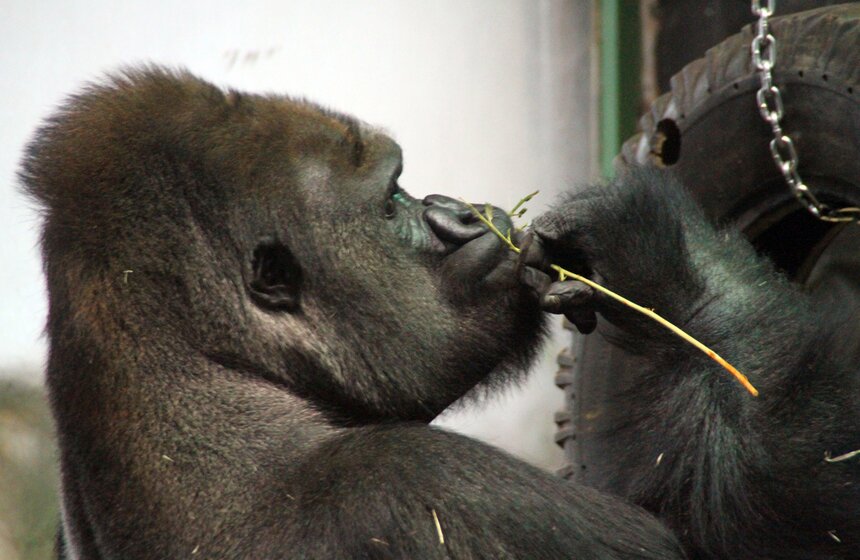 Обезьяны Московского зоопарка в преддверии года Обезьяны 8 фото