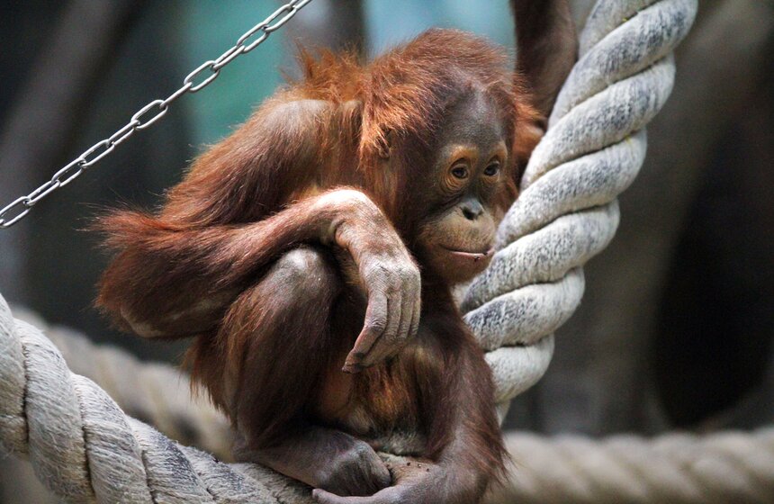 Обезьяны Московского зоопарка в преддверии года Обезьяны 7 фото