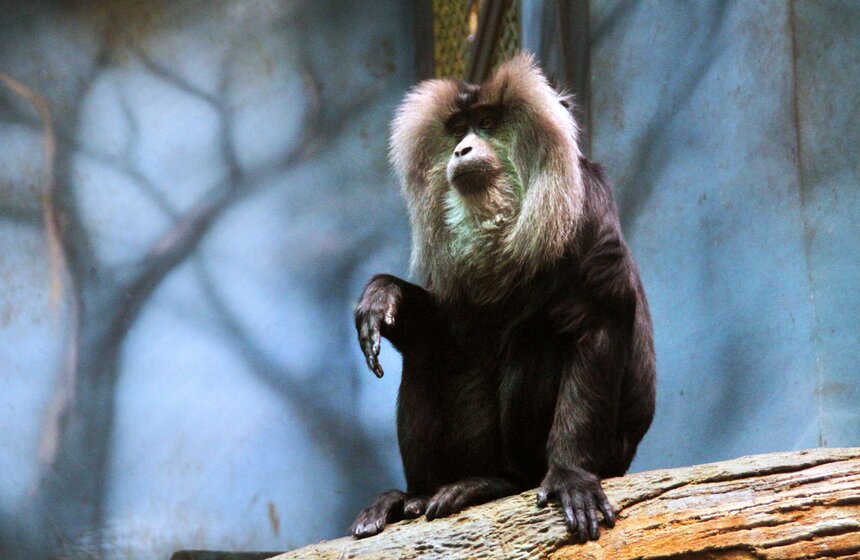 Обезьяны Московского зоопарка в преддверии года Обезьяны 1 фото