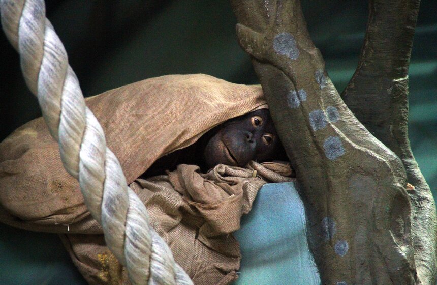 Обезьяны Московского зоопарка в преддверии года Обезьяны 2 фото