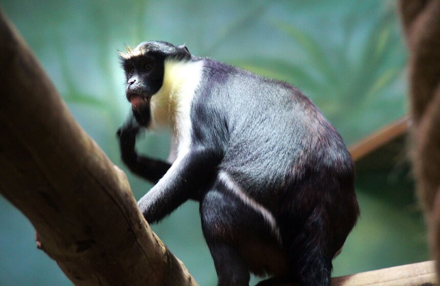 Обезьяны Московского зоопарка в преддверии года Обезьяны 5 фото