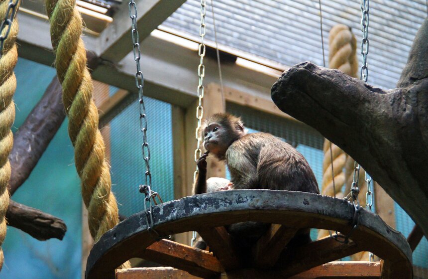 Обезьяны Московского зоопарка в преддверии года Обезьяны 4 фото
