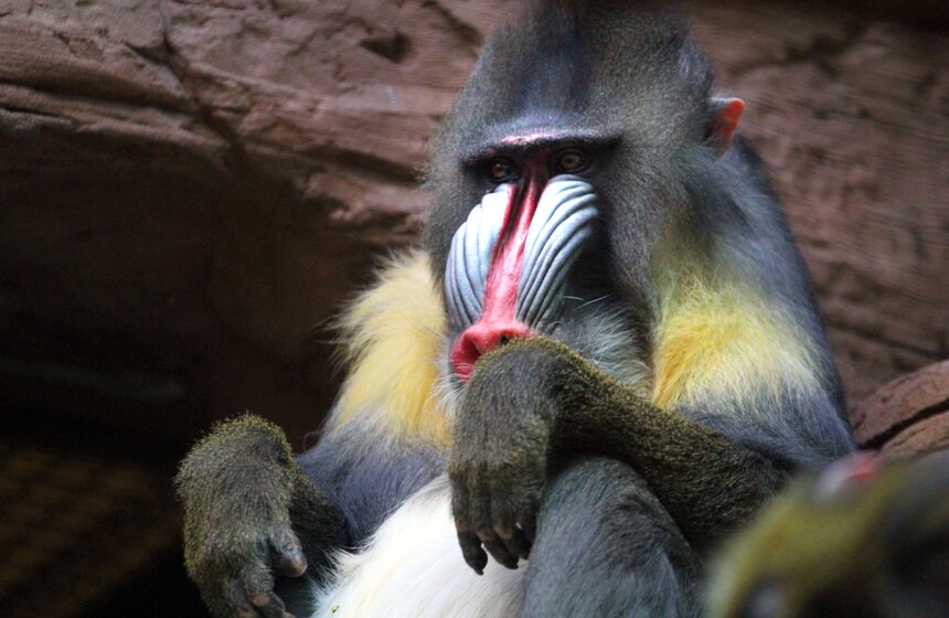 Обезьяны Московского зоопарка в преддверии года Обезьяны 6 фото