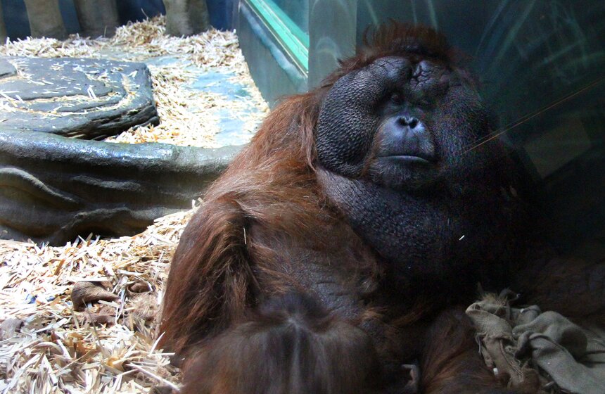 Обезьяны Московского зоопарка в преддверии года Обезьяны 11 фото