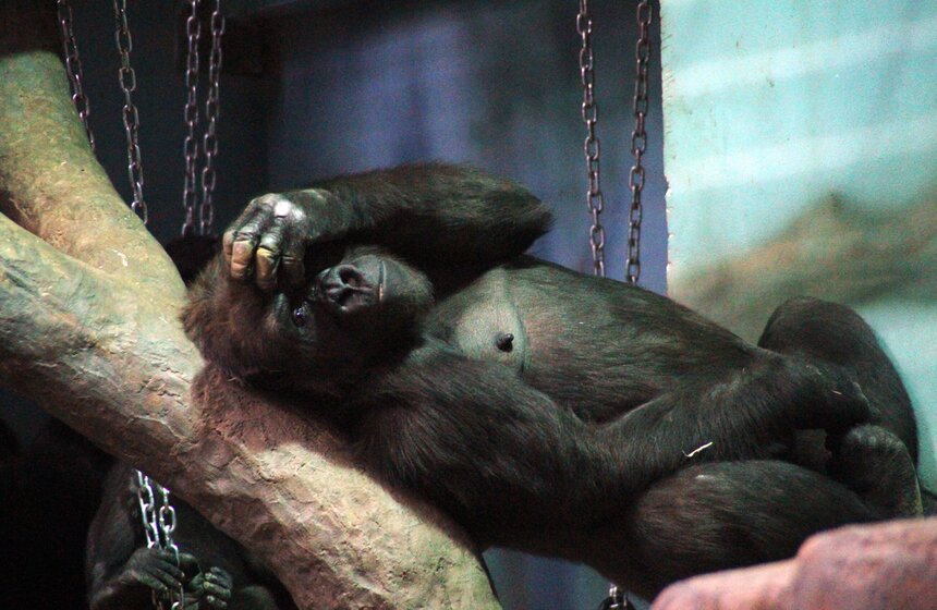 Обезьяны Московского зоопарка в преддверии года Обезьяны 10 фото