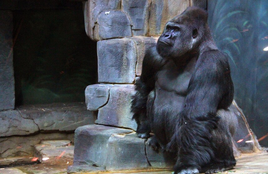 Обезьяны Московского зоопарка в преддверии года Обезьяны 9 фото