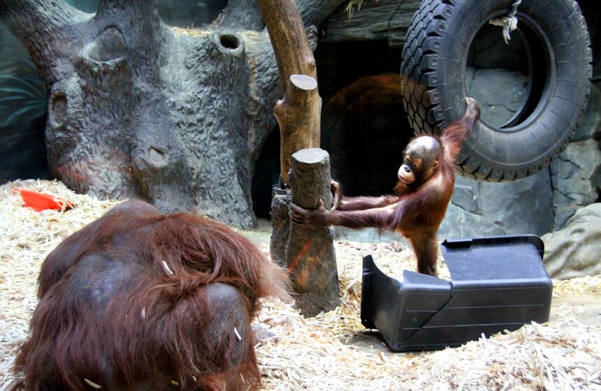 Обезьяны Московского зоопарка в преддверии года Обезьяны 12 фото