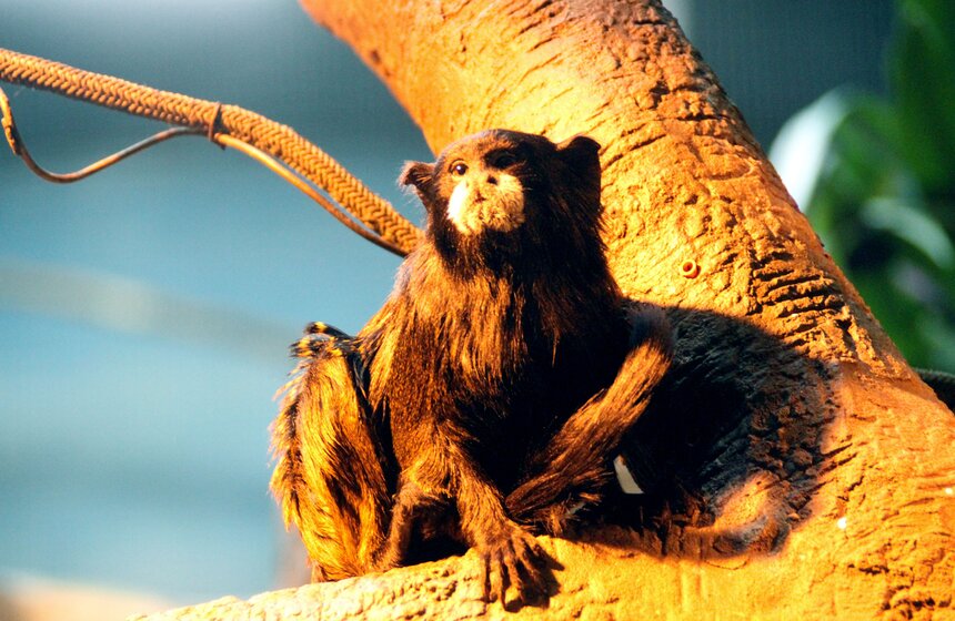 Обезьяны Московского зоопарка в преддверии года Обезьяны 15 фото