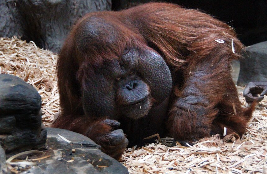 Обезьяны Московского зоопарка в преддверии года Обезьяны 14 фото