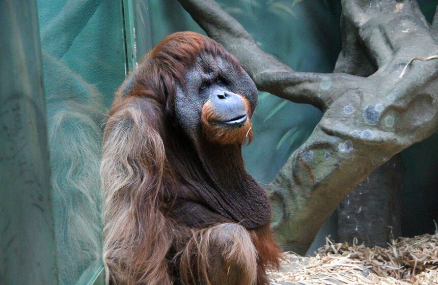 Обезьяны Московского зоопарка в преддверии года Обезьяны 13 фото