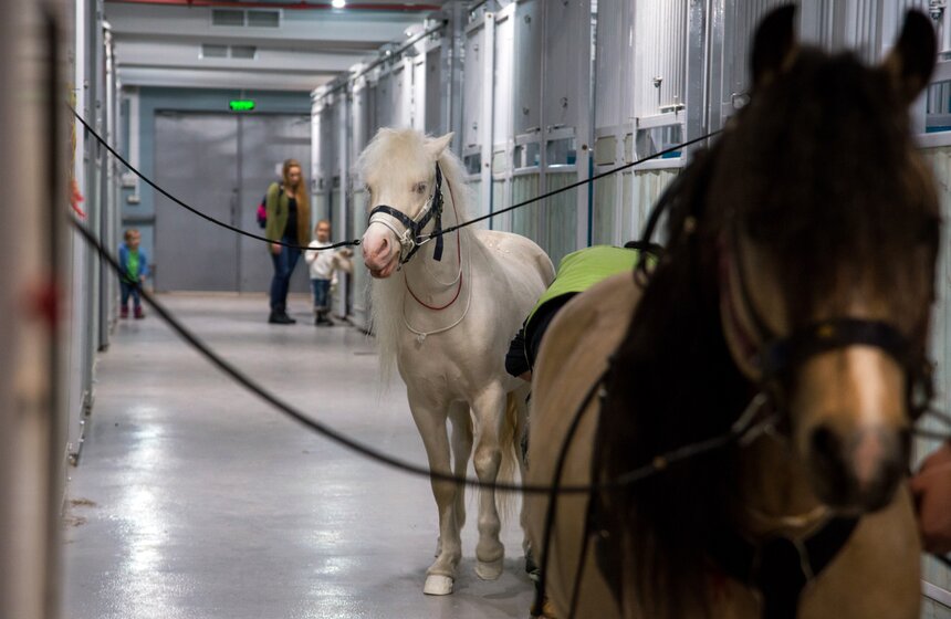 Цирк на проспекте Вернадского открылся после ремонта 24 фото