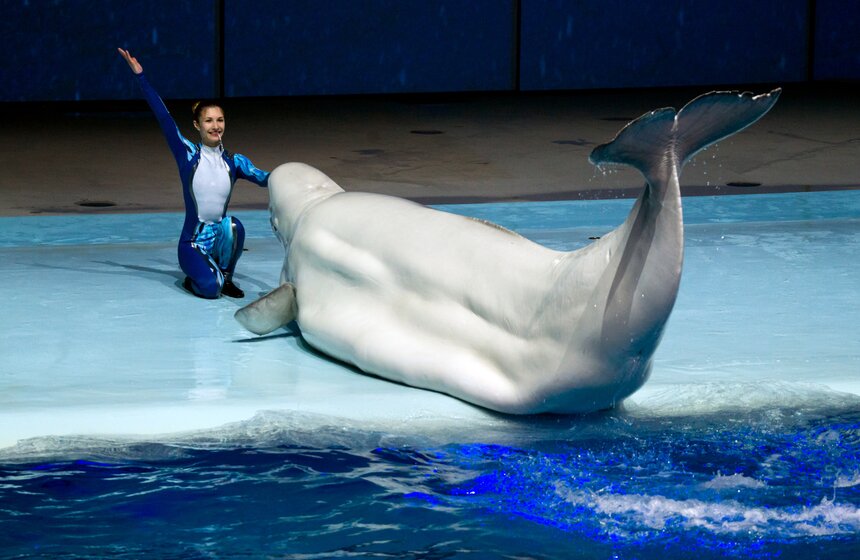 На ВДХН состоялась премьера первого в мире морского мюзикла 25 фото