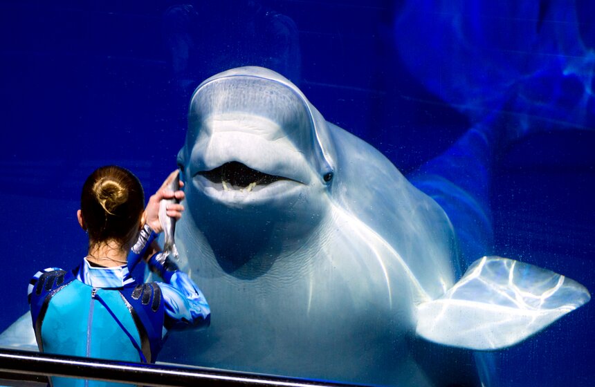 На ВДХН состоялась премьера первого в мире морского мюзикла 24 фото