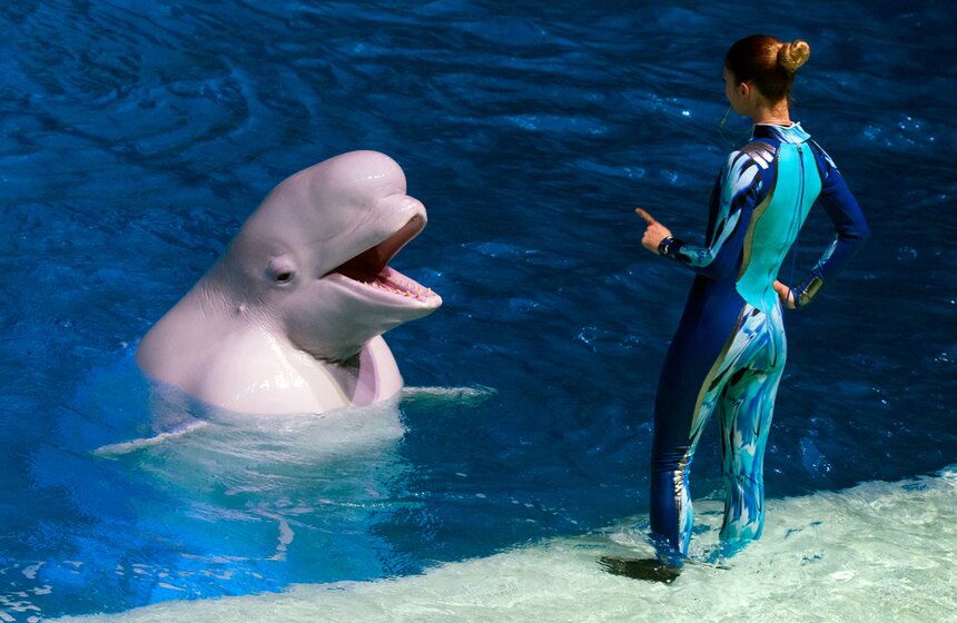 На ВДХН состоялась премьера первого в мире морского мюзикла 23 фото