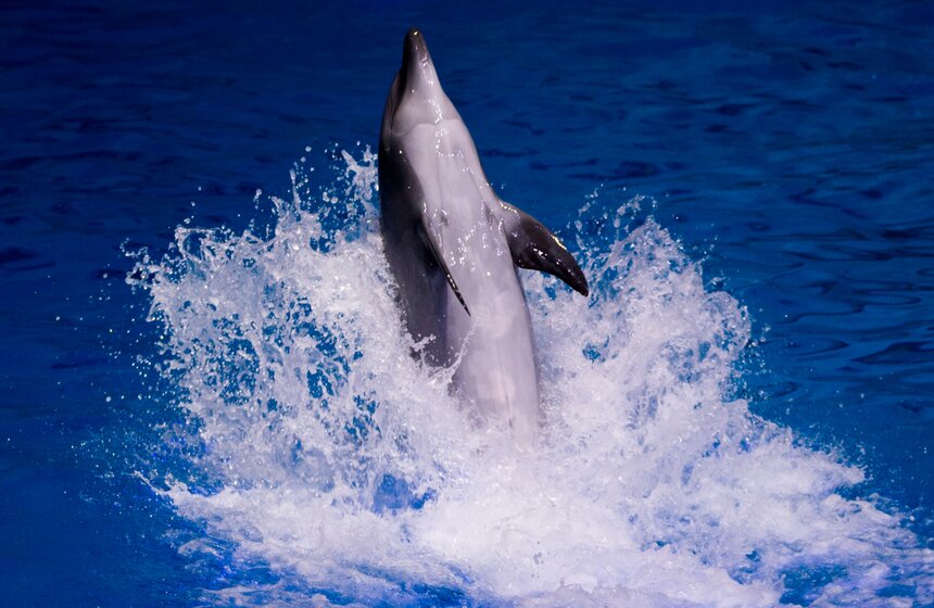 На ВДХН состоялась премьера первого в мире морского мюзикла 2 фото