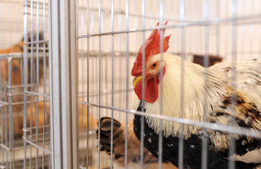 На ВДНХ прошла выставка "АгроФарм-2016" 5 фото