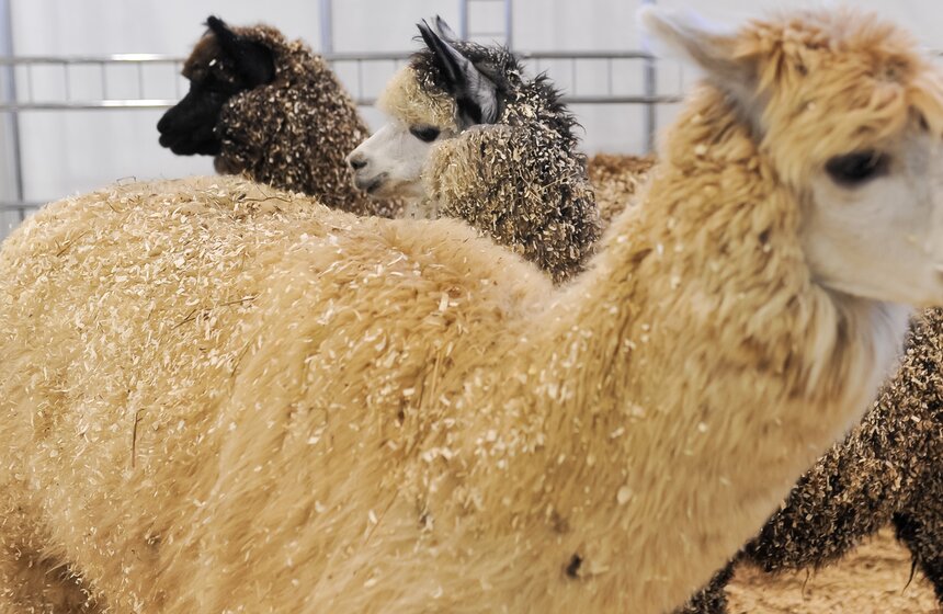 На ВДНХ прошла выставка "АгроФарм-2016" 2 фото