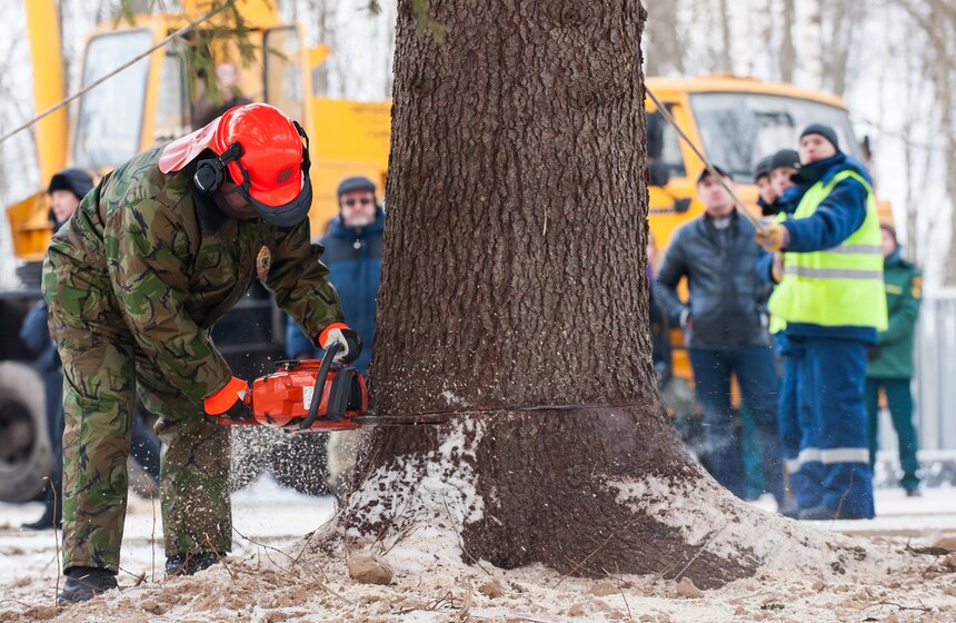 В Подмосковье срубили главную новогоднюю елку страны 16 фото