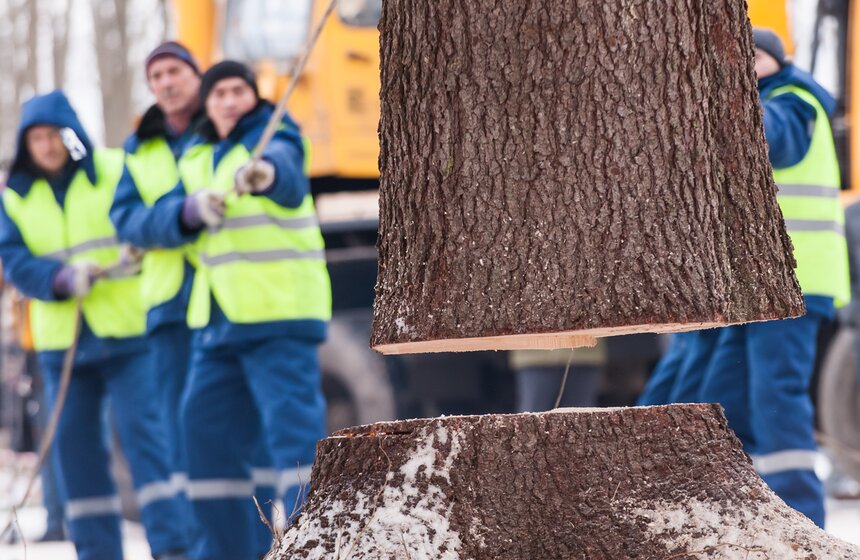 В Подмосковье срубили главную новогоднюю елку страны 18 фото