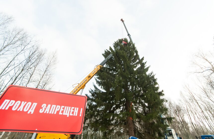 В Подмосковье срубили главную новогоднюю елку страны 20 фото