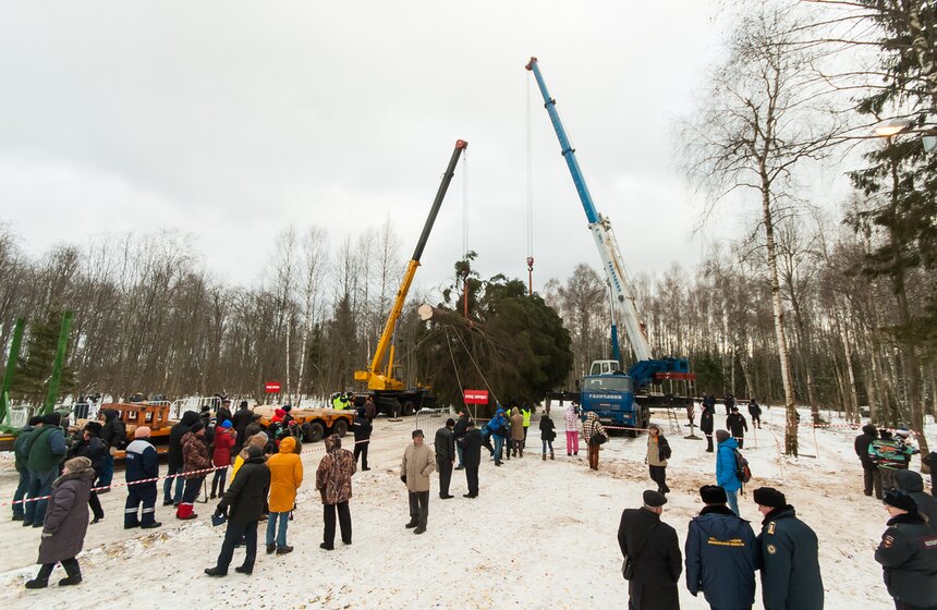 В Подмосковье срубили главную новогоднюю елку страны 24 фото