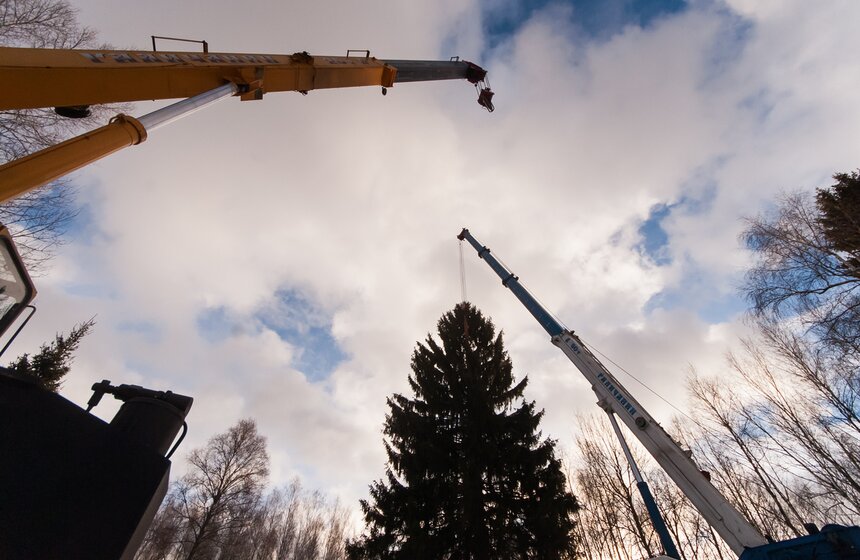 В Подмосковье срубили главную новогоднюю елку страны 4 фото