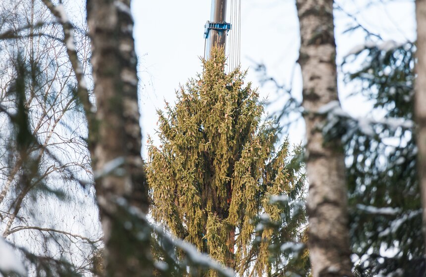 В Подмосковье срубили главную новогоднюю елку страны 2 фото