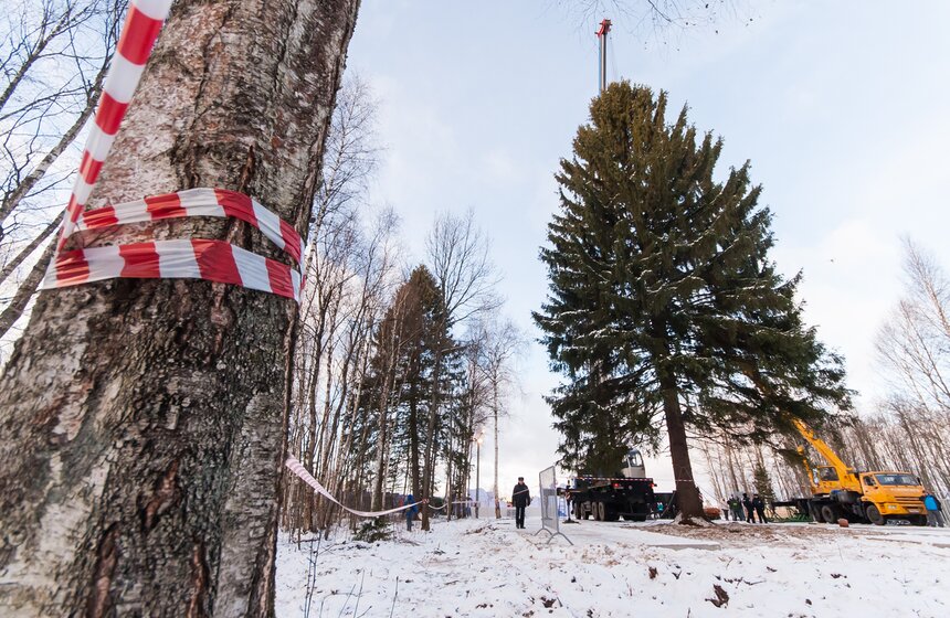 В Подмосковье срубили главную новогоднюю елку страны 1 фото