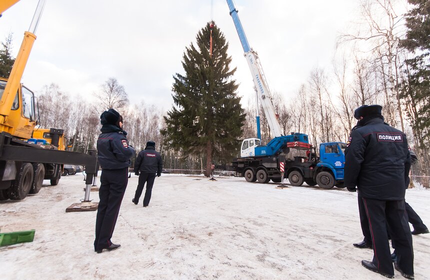 В Подмосковье срубили главную новогоднюю елку страны 6 фото