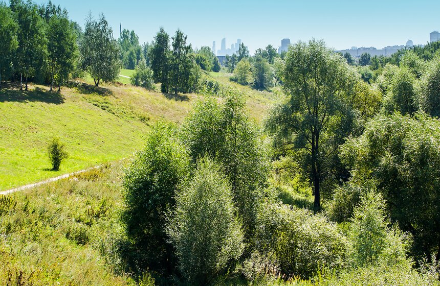 "Цветущий парк": лето в ландшафтном парке "Митино" 2 фото