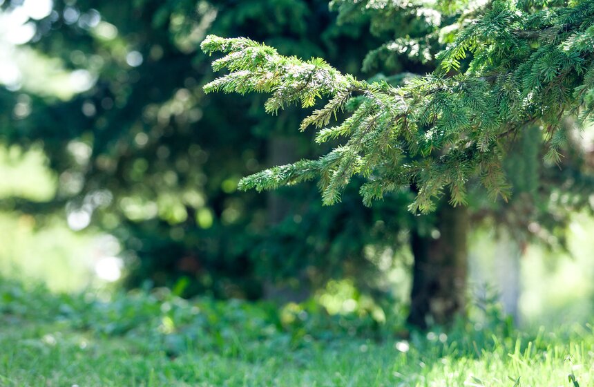 "Цветущий парк": лето в ландшафтном парке "Митино" 5 фото
