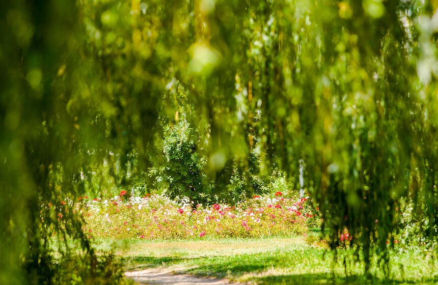 "Цветущий парк": лето в ландшафтном парке "Митино" 20 фото