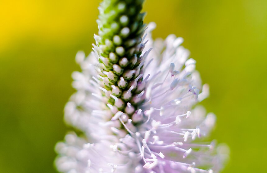 "Цветущий парк": лето в ландшафтном парке "Митино" 11 фото