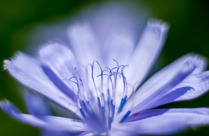 "Цветущий парк": лето в ландшафтном парке "Митино" 17 фото